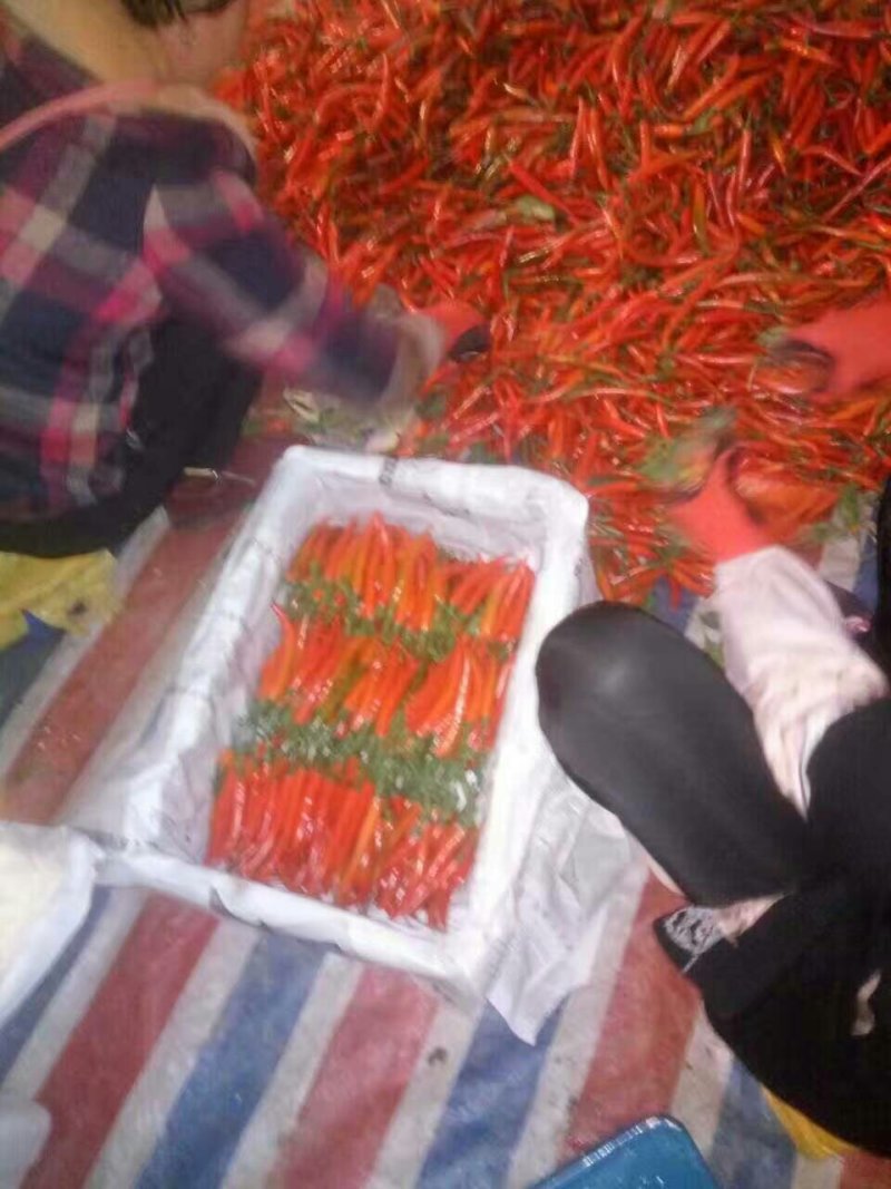 精品孟定朝天椒（小米椒）