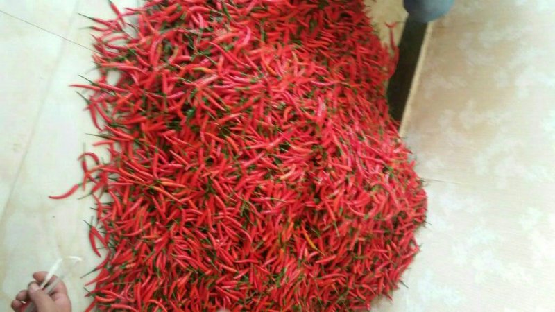 精品孟定朝天椒（小米椒）