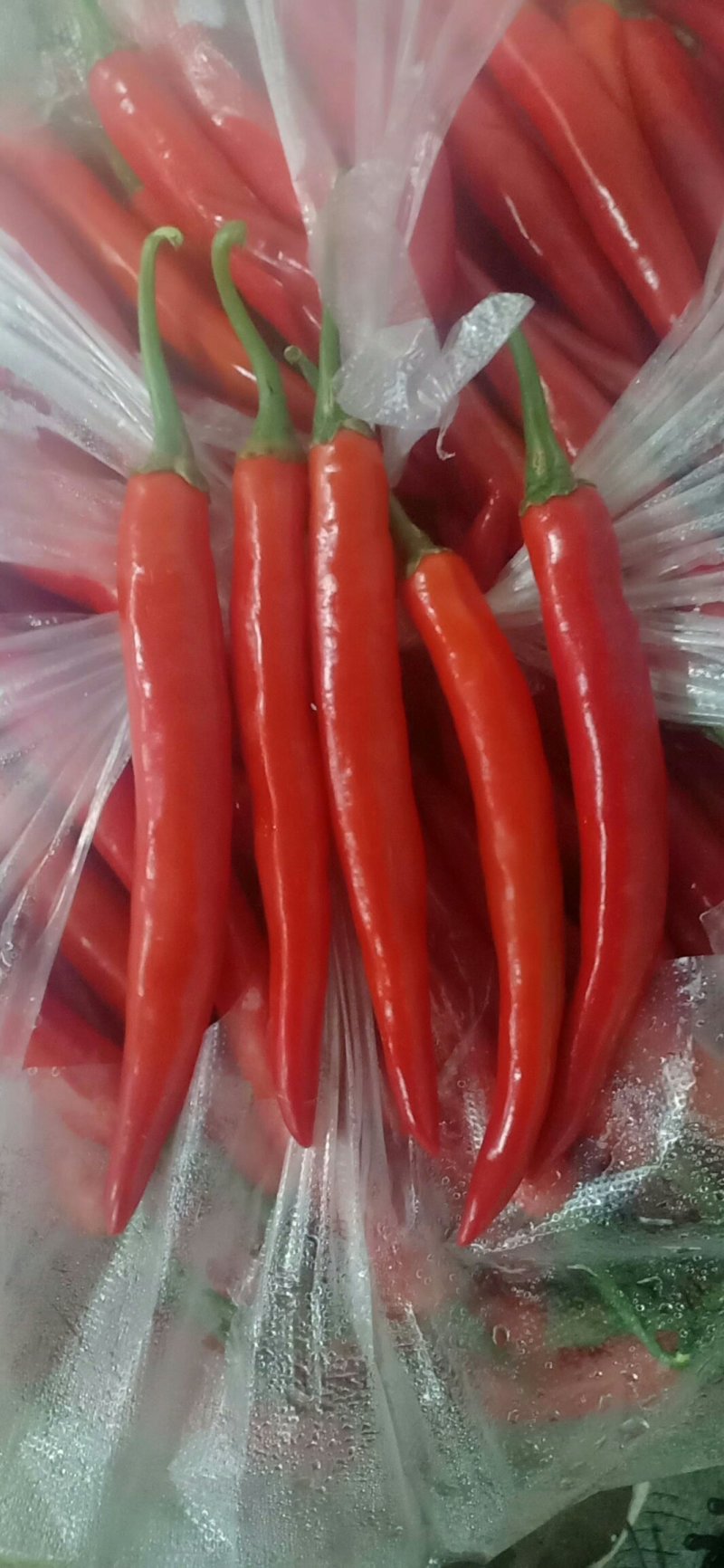 精品孟定朝天椒（小米椒）