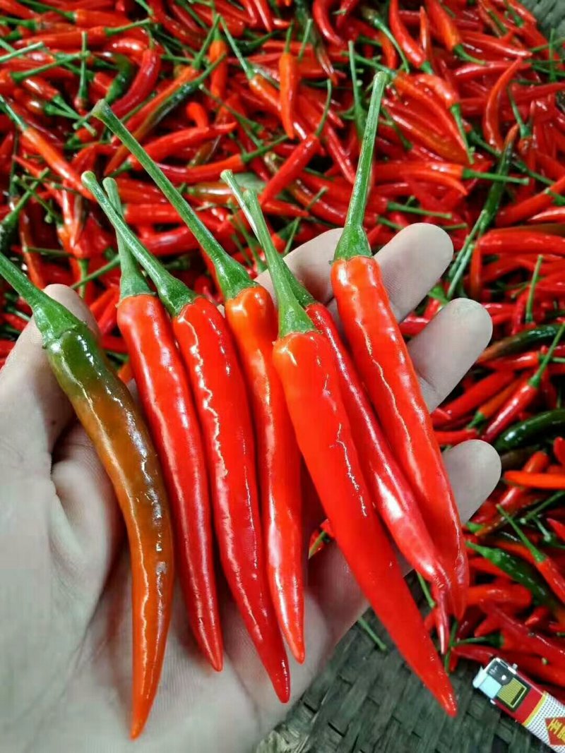 精品孟定朝天椒（小米椒）