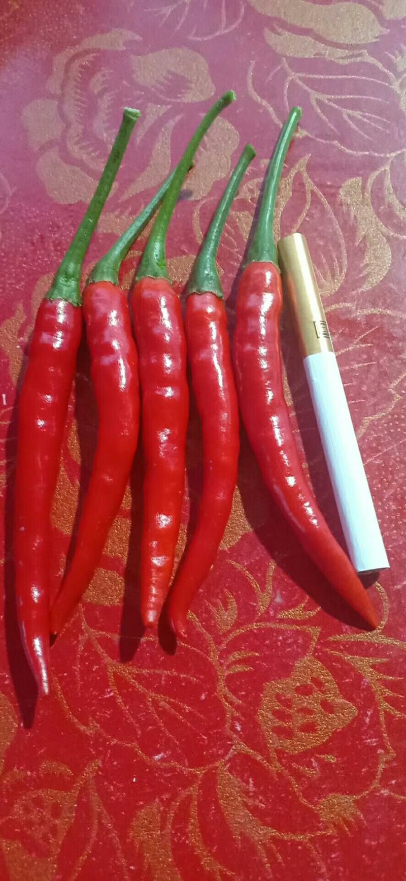 精品孟定朝天椒（小米椒）