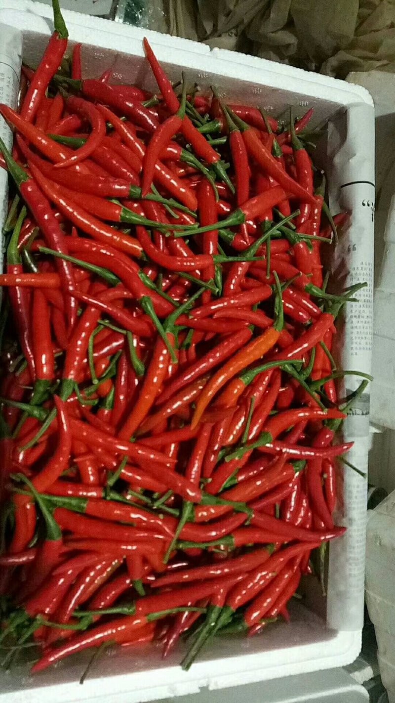 精品孟定朝天椒（小米椒）