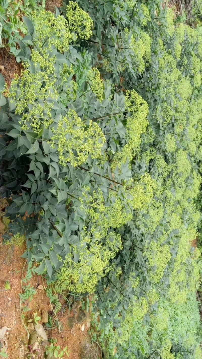 高含量中药材中花吴茱萸苗扦插苗