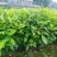 造林绿化苗木黎蒴