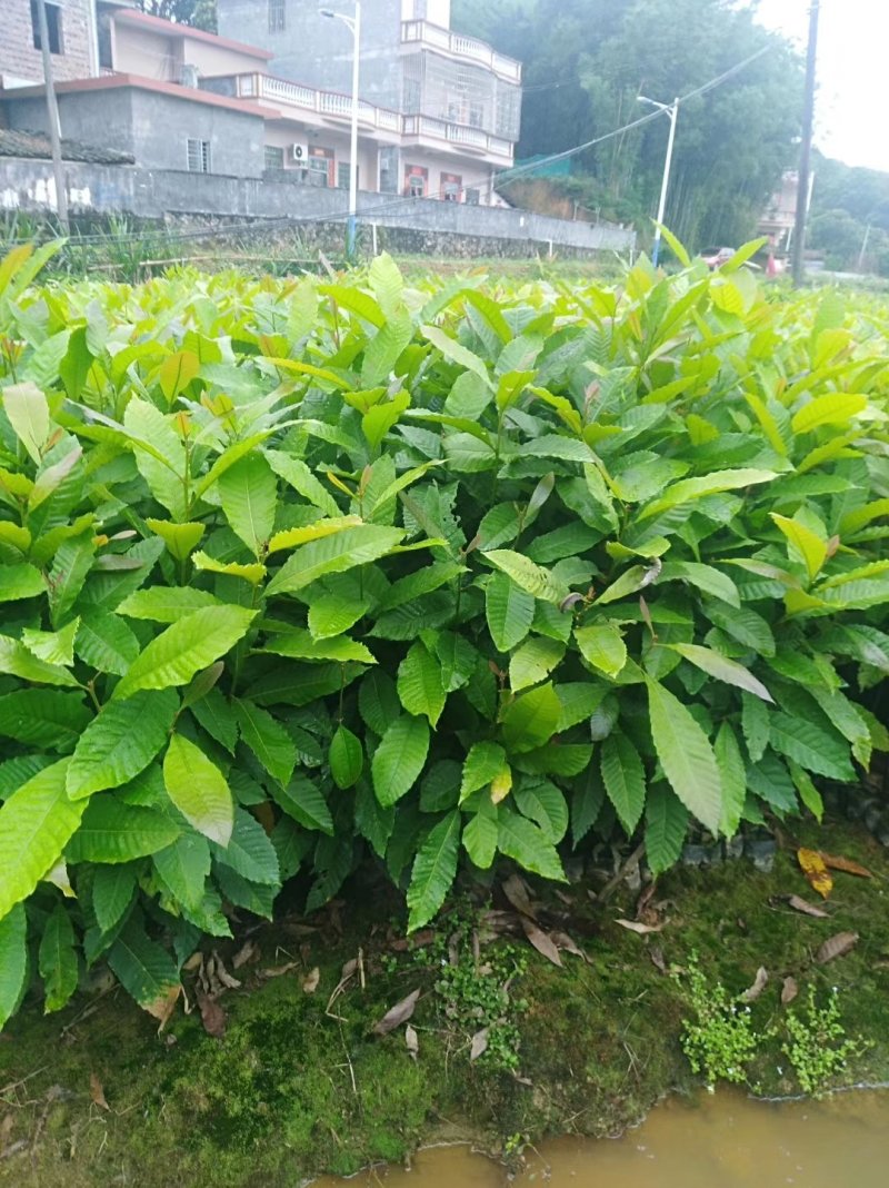 造林绿化苗木黎蒴