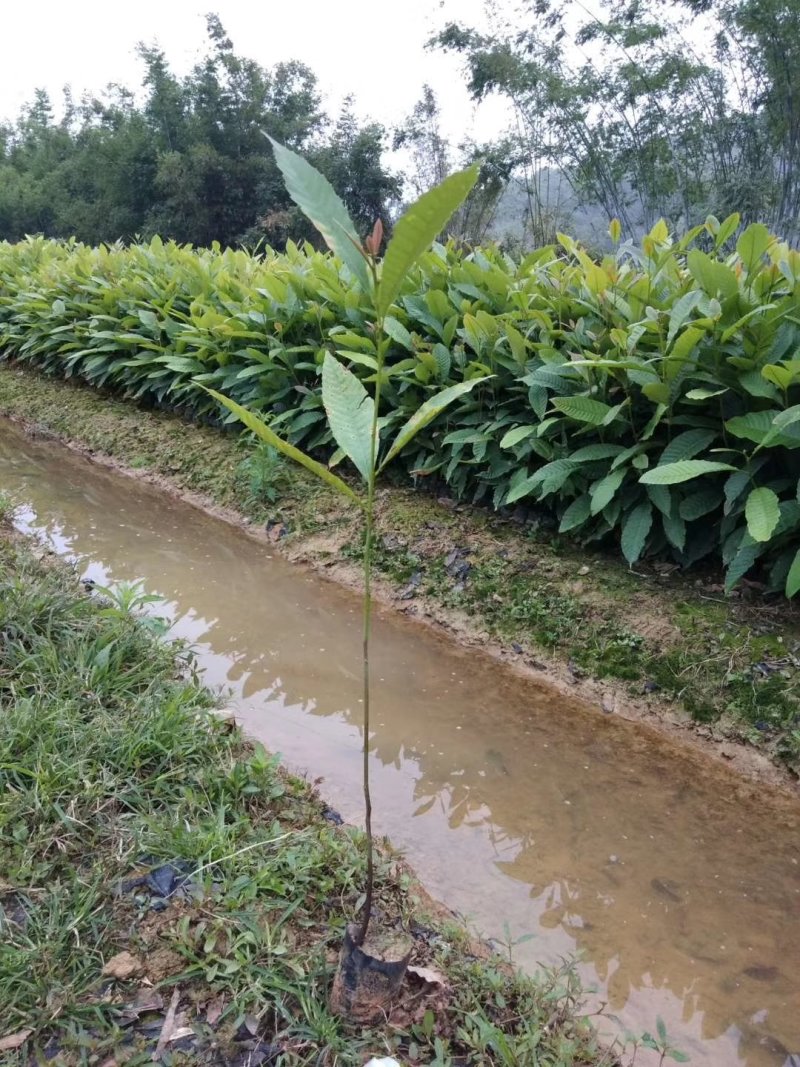 造林绿化苗木黎蒴