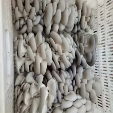 平菇棒，平菇，灰菇，有感兴趣的联系