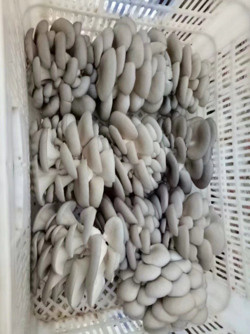 平菇棒，平菇，灰菇，有感兴趣的联系