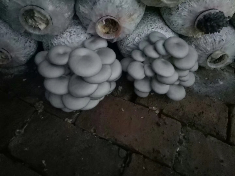 平菇棒，平菇，灰菇，有感兴趣的联系