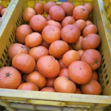 寿柑