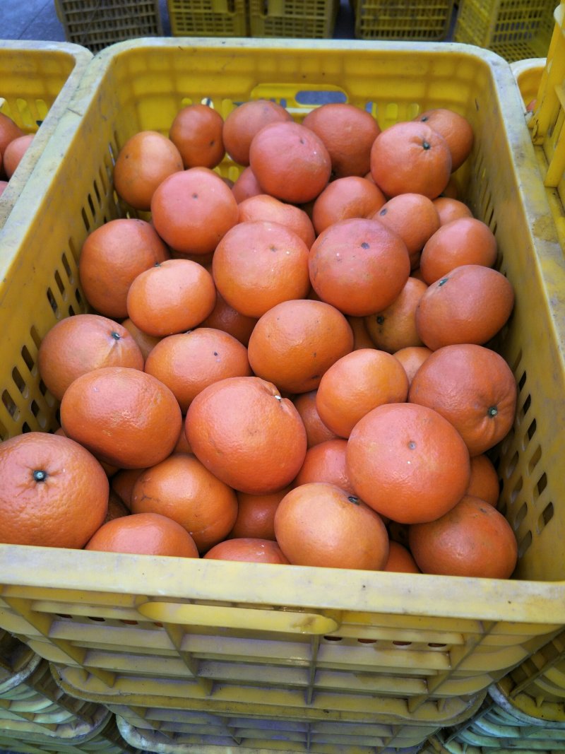 寿柑