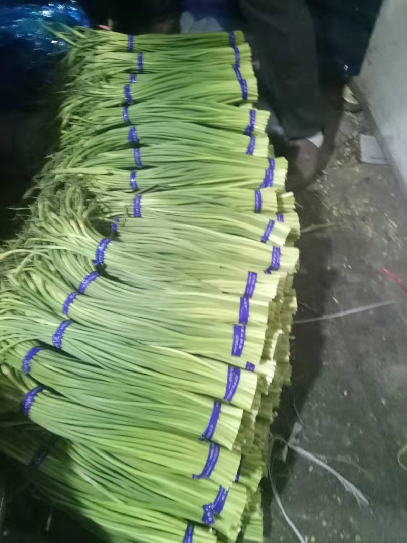 优质白帽/红帽蒜苔，冷库直供，量大从优，各种蔬菜配