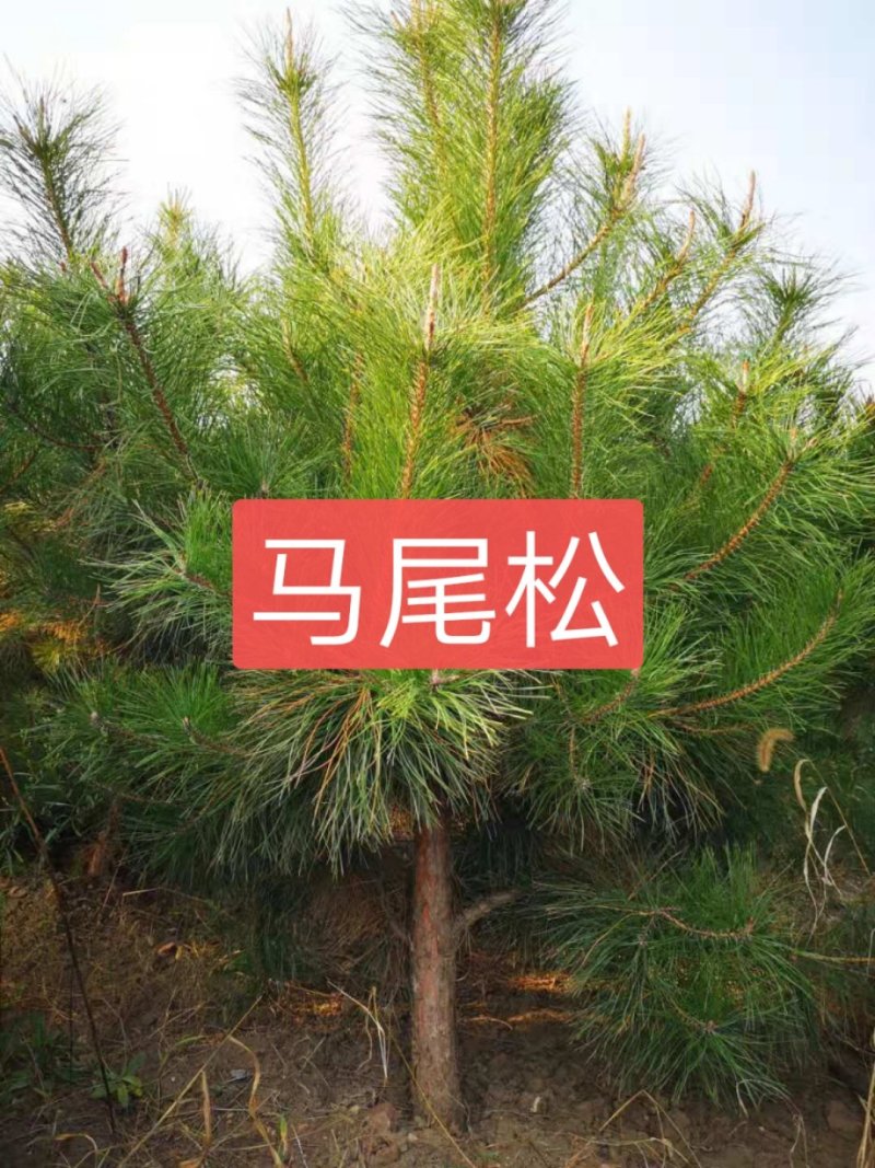 马尾松
