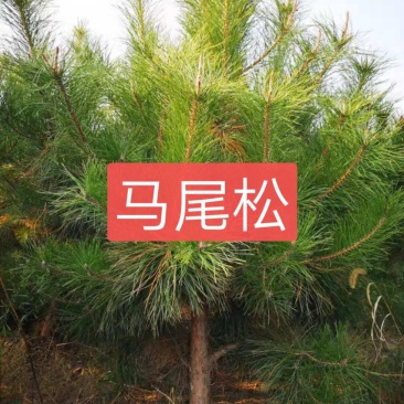 马尾松