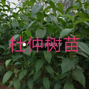 杜仲树苗