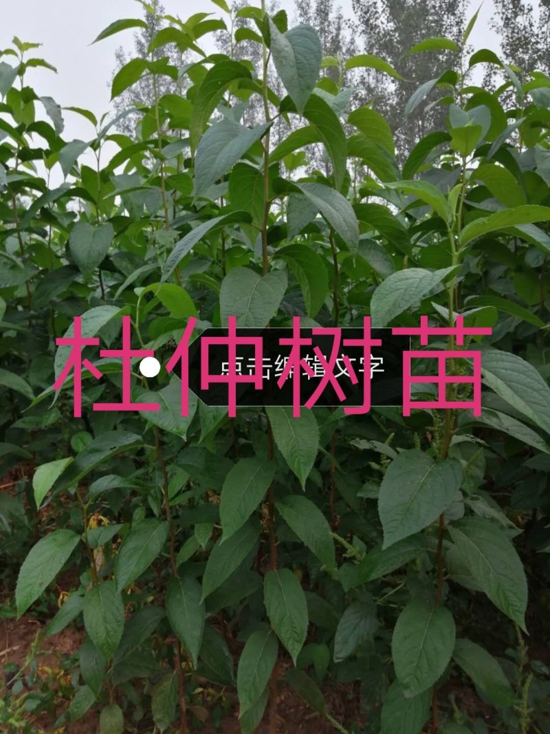 杜仲树苗