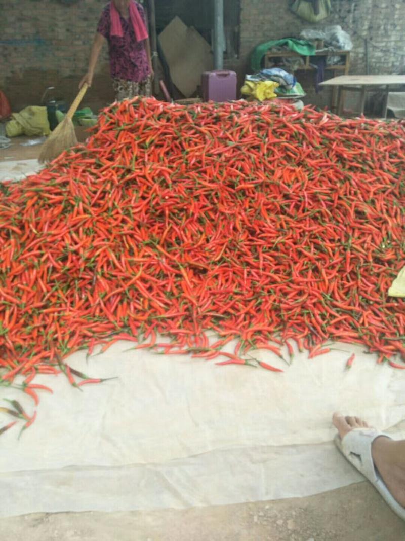 小米椒朝天椒辣椒大量上市中一条龙服务代收发货全国