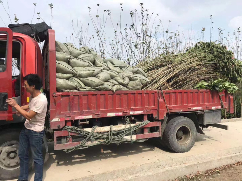金叶苔草，大叶黄杨柱，紫荆，发车，顺利完成