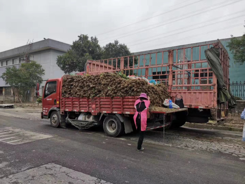 金叶苔草，大叶黄杨柱，紫荆，发车，顺利完成