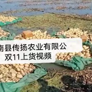 莲藕，优质