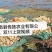 莲藕，优质