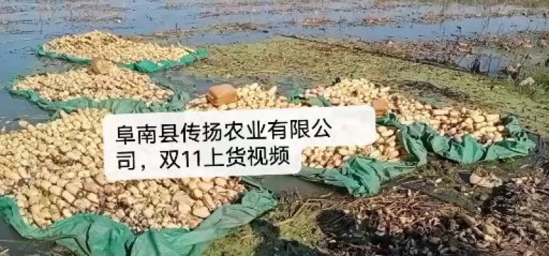 莲藕，优质