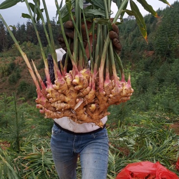 小黄姜