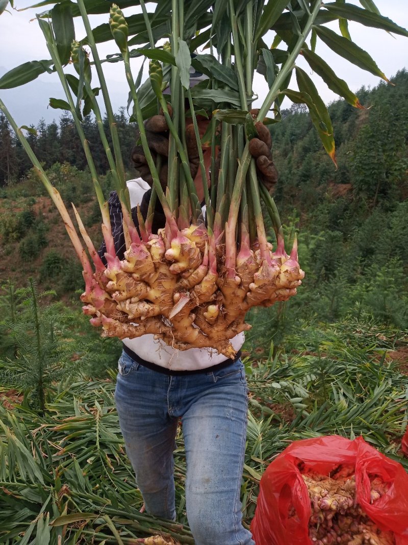 小黄姜