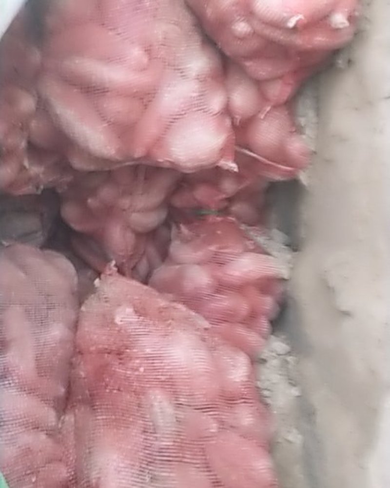 淮阳红薯