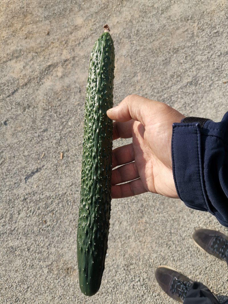 黄瓜苗短把密刺大黄瓜苗，水果黄瓜，旱黄瓜苗