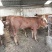 牛犊肉牛犊价格黄牛苗鲁西黄牛牛犊免费送货