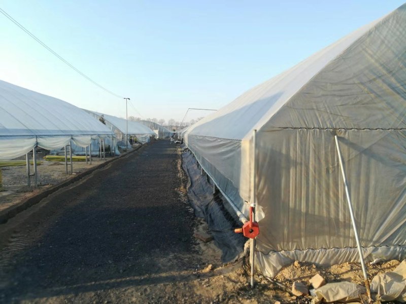 蔬菜大棚建设，温室大棚造价，养殖大棚安装