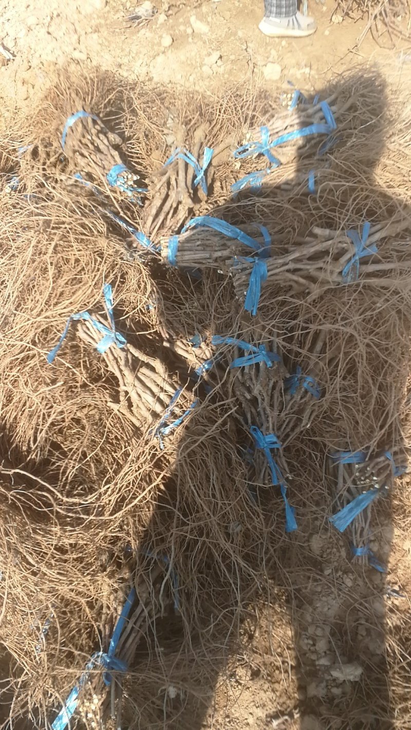 红提葡萄苗基地直发包成活