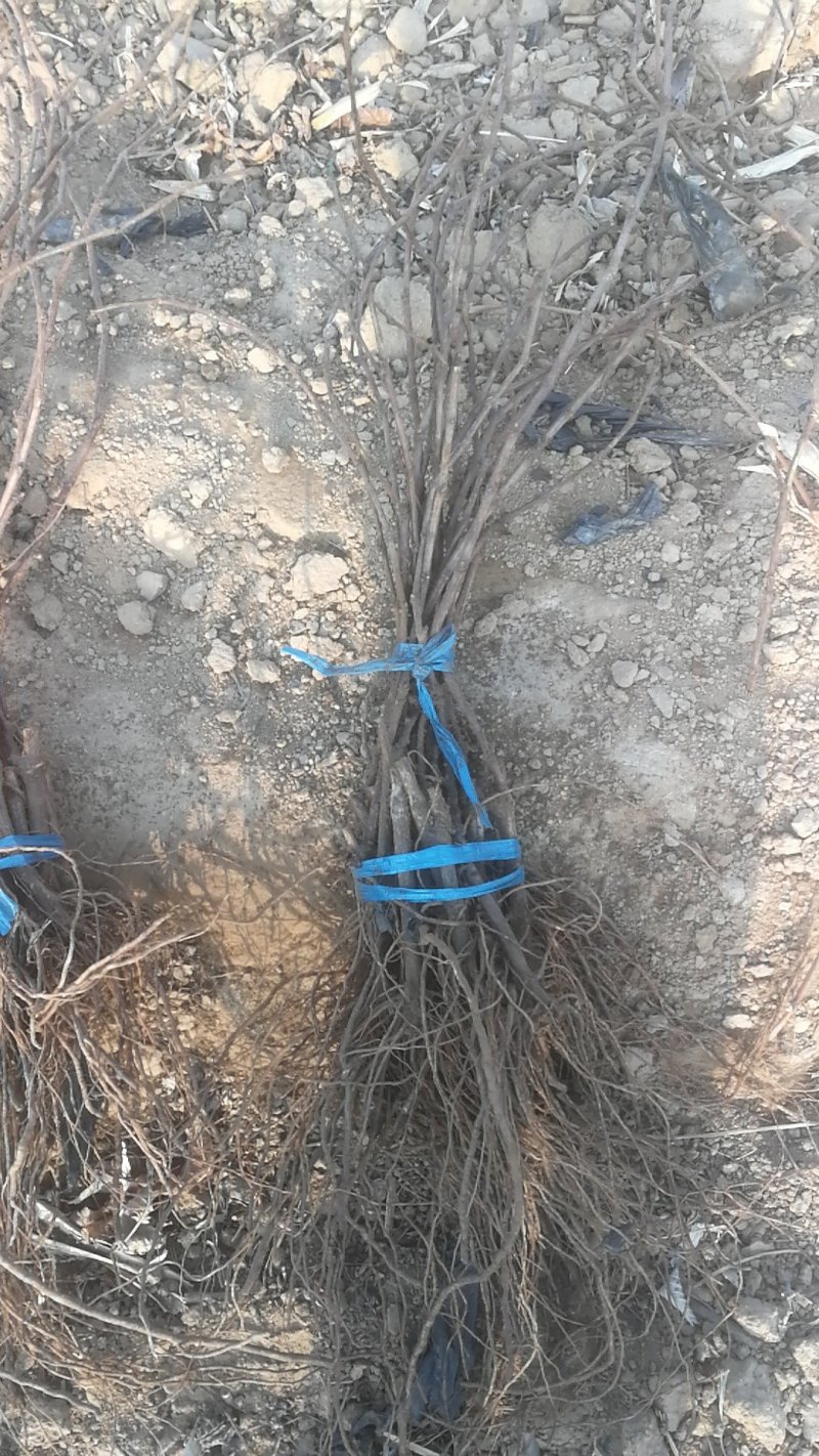 红提葡萄苗基地直发包成活