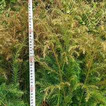柳杉苗，一年苗10-30厘米，两年苗30及以上