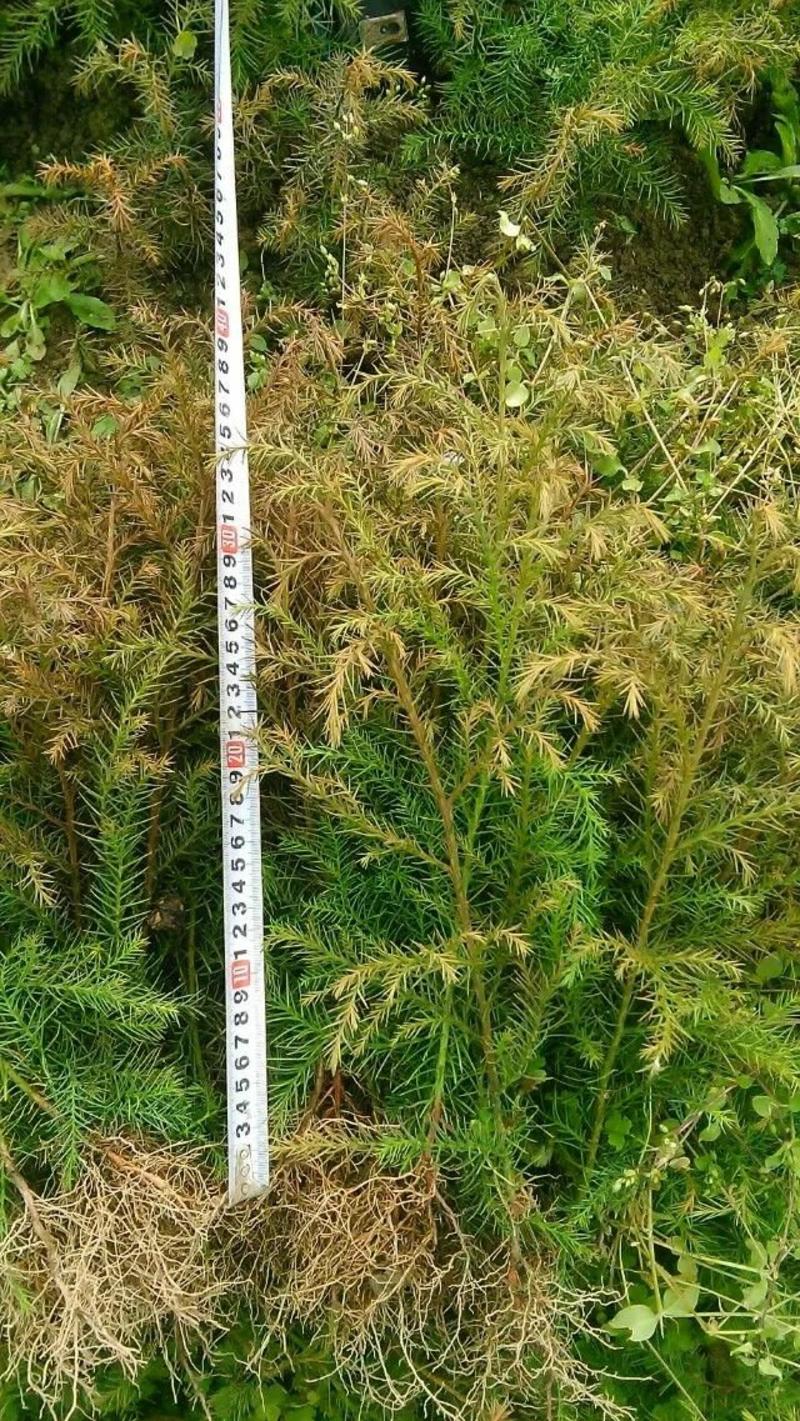 柳杉苗，一年苗10-30厘米，两年苗30及以上