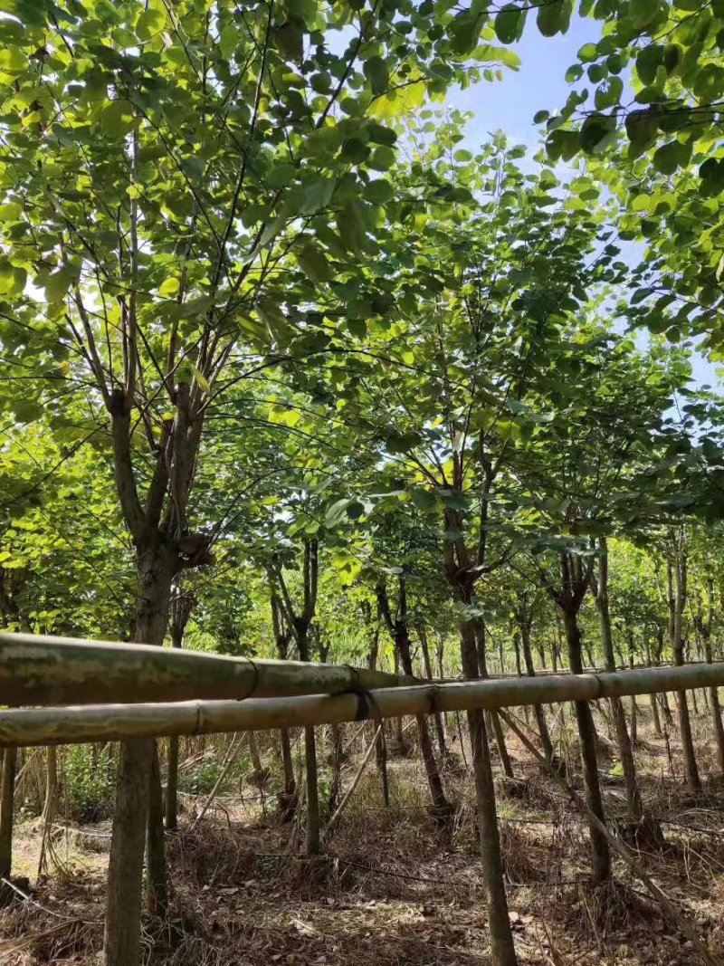 宫粉紫荊树，秋风，兰花楹