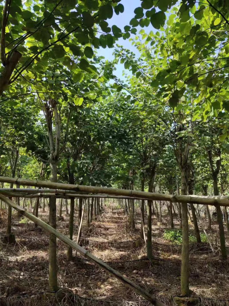 宫粉紫荊树，秋风，兰花楹
