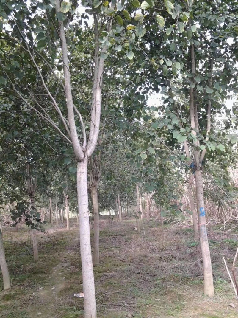宫粉紫荊树，秋风，兰花楹