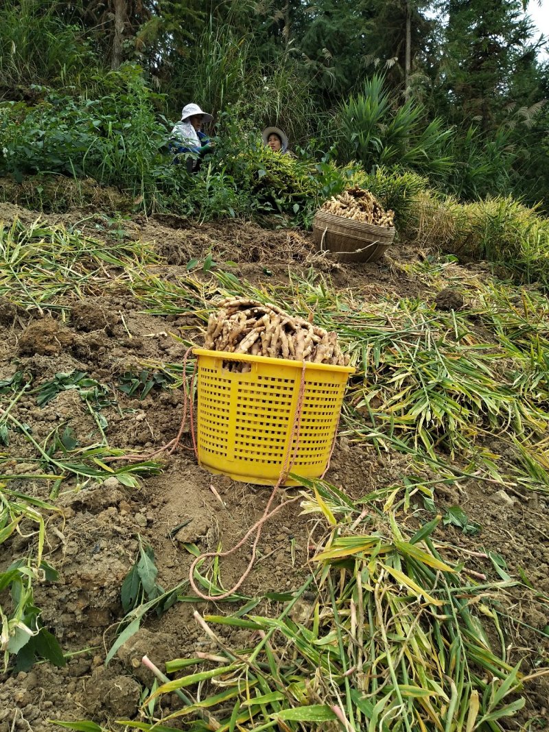 广西柳州瑶山香辣火姜(2020新老姜)
