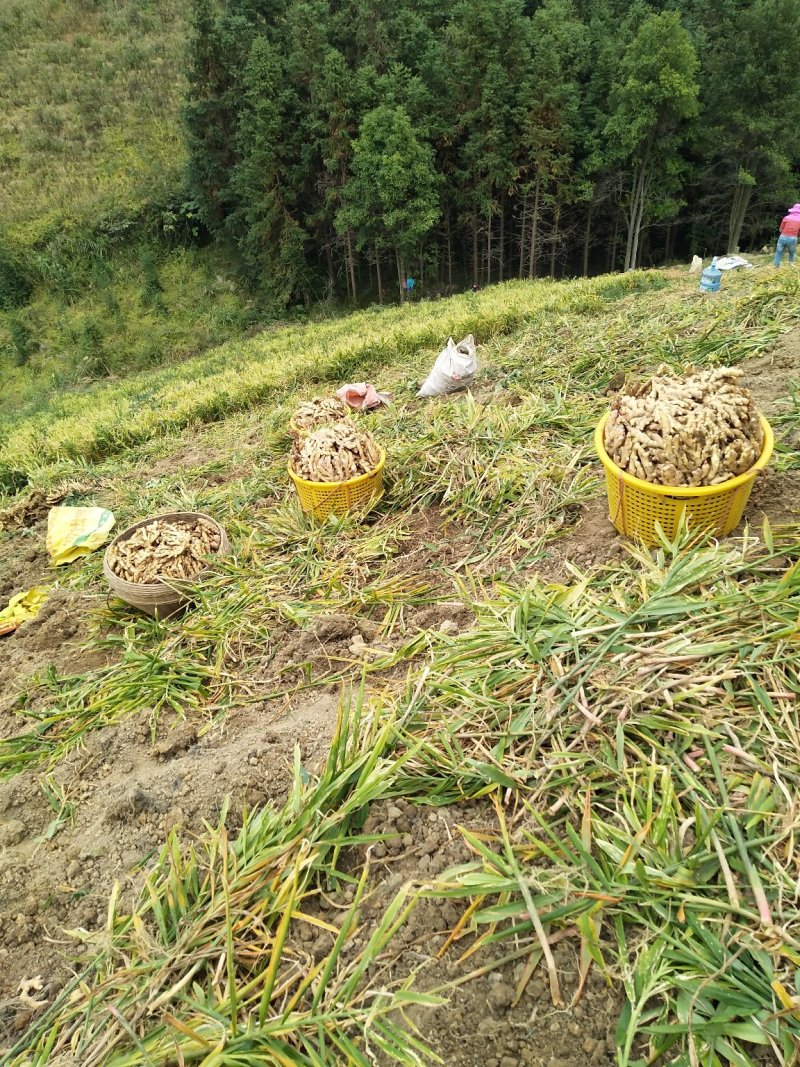 广西柳州瑶山香辣火姜(2020新老姜)