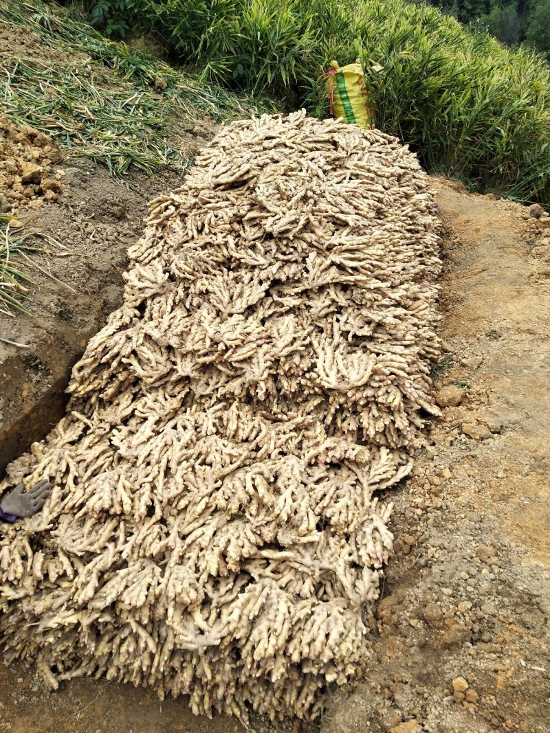 广西柳州瑶山香辣火姜(2020新老姜)
