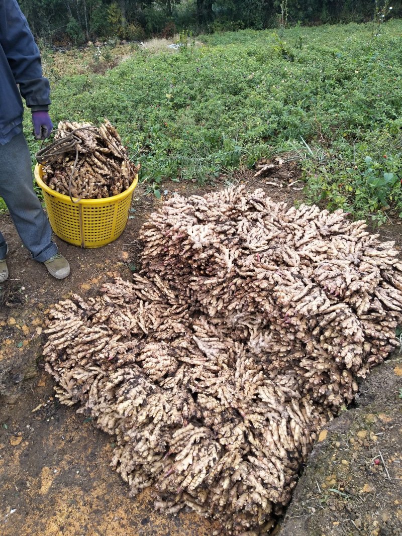 广西柳州瑶山香辣火姜(2020新老姜)