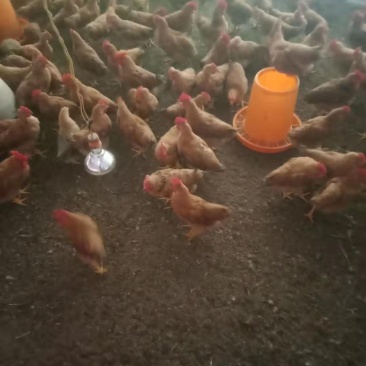 鸡场地价，地头价，上车价