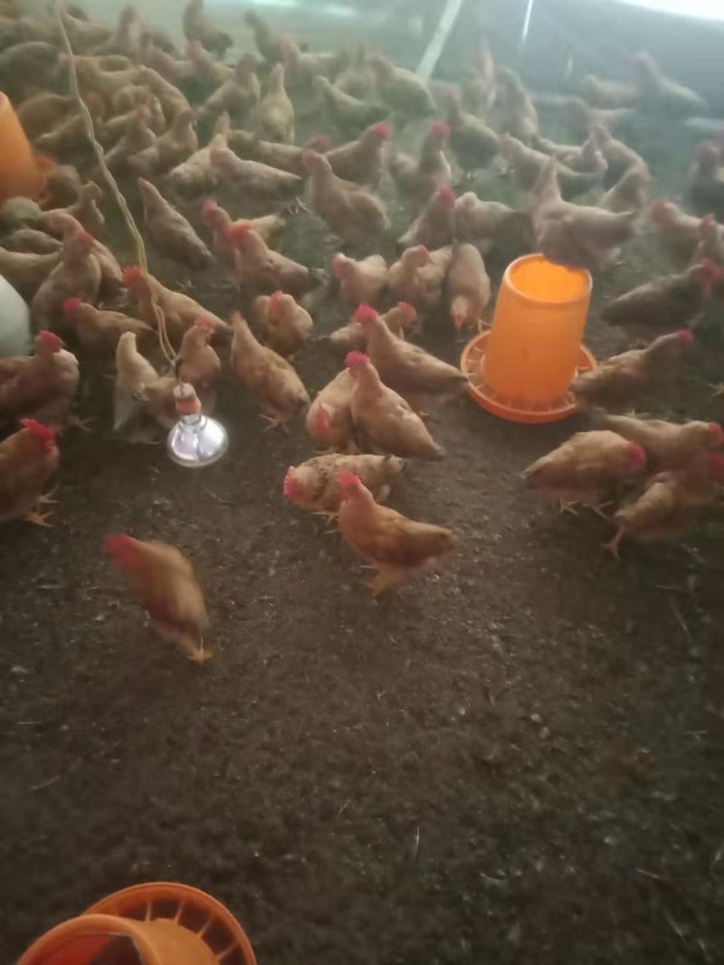 鸡场地价，地头价，上车价