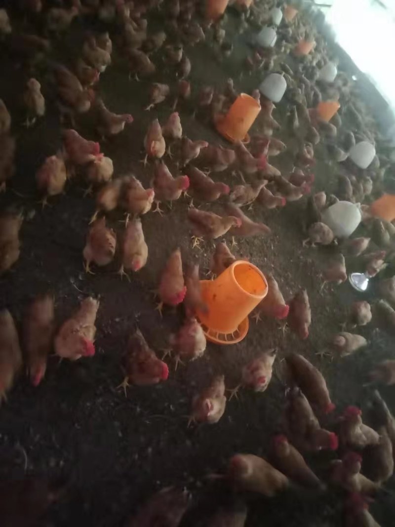 鸡场地价，地头价，上车价