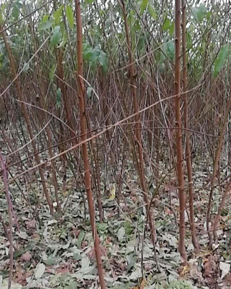 桃树苗，中油8.中蟠11，珍珠早油桃苗，包技术