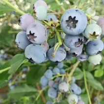 蓝莓苗1年杯苗2年杯苗基地直供包品种威尔珠宝蓝美一号