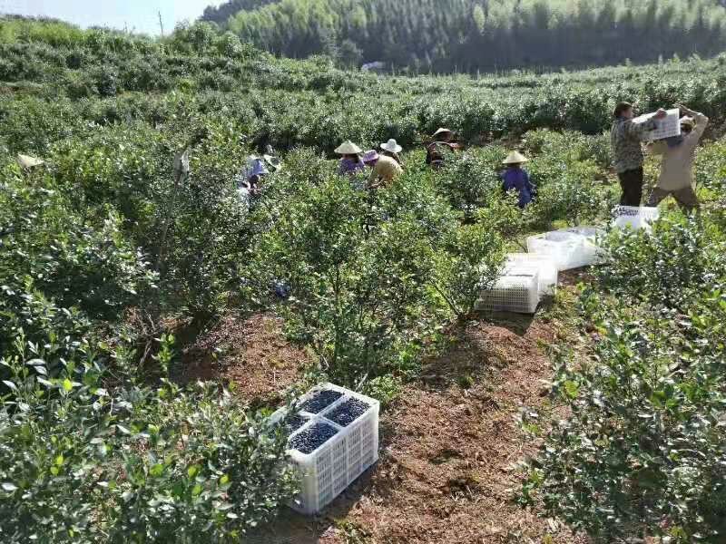 蓝莓苗1年杯苗2年杯苗基地直供包邮包品种威尔珠宝蓝美一号