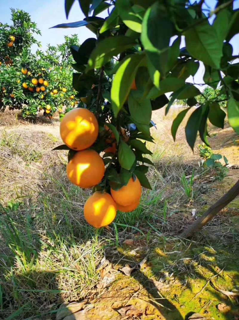 常年供应脐橙招大型电商入驻